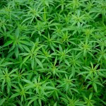 stupefacenti, coltivazione di piante di marijuana